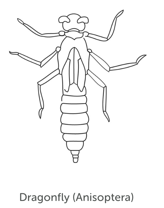 Moderately Tolerant Bug 2